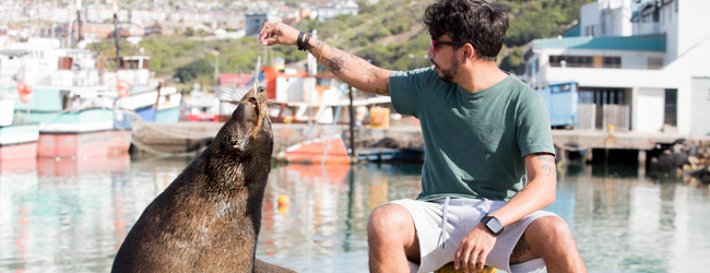 LISA-Sprachreisen-Erwachsene-Englisch-Suedafrika-Kapstadt-Green-Point-Freizeit-Robbe-Fuettern LISA-Sprachreisen-Erwachsene-Englisch-Suedafrika-Kapstadt-Green-Point-Freizeit-Robbe-Fuettern